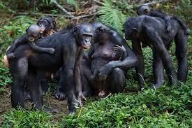 chimps